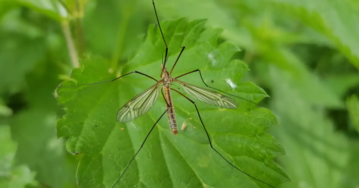 Purillo Insecto Descubre el tipúlido: el insecto que confundes con un mosquito - NHoy